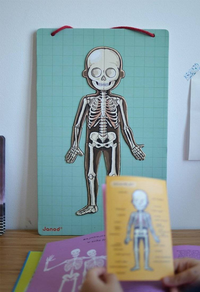 Układanka magnetyczna Ciało człowieka, Janod