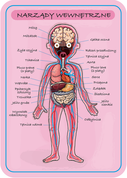 Układanka magnetyczna Ciało człowieka, Janod