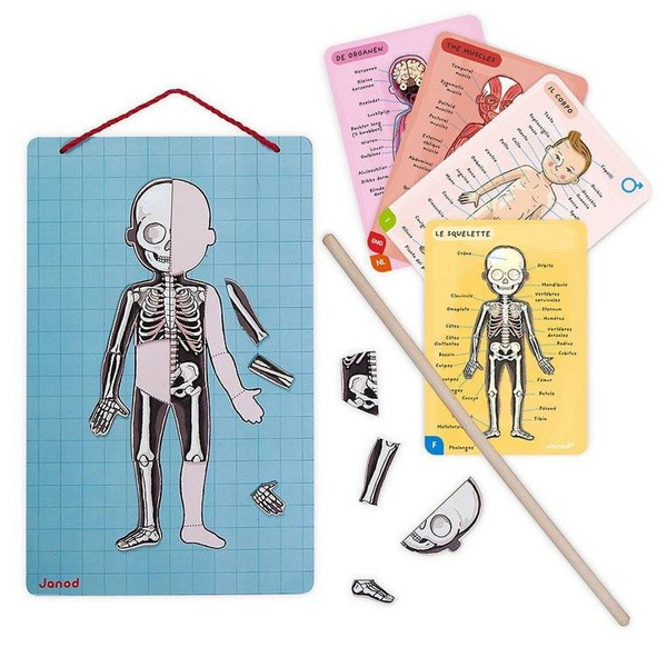 Układanka magnetyczna Ciało człowieka, Janod